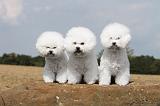 BICHON FRISE 091